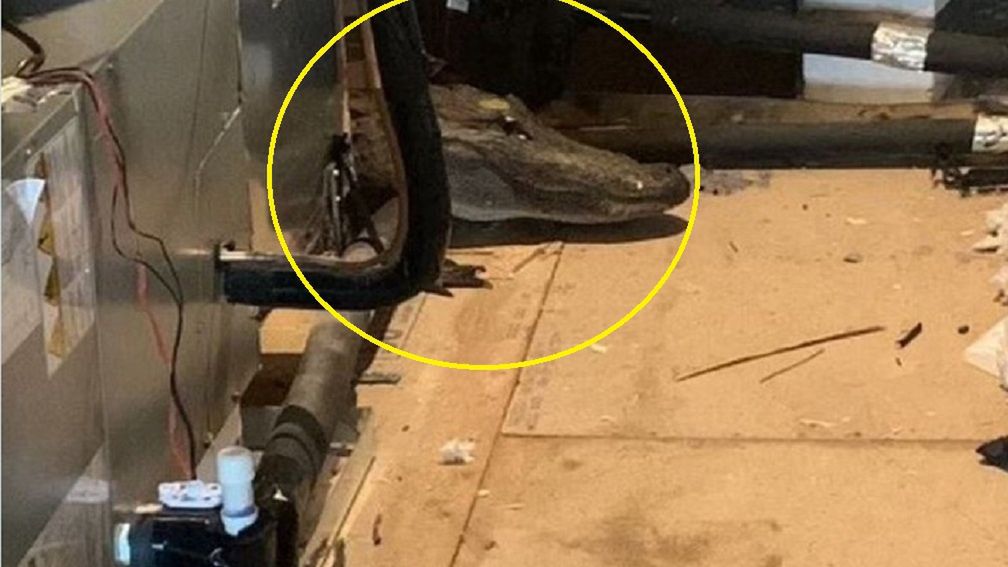 Znalazł go na strychu!