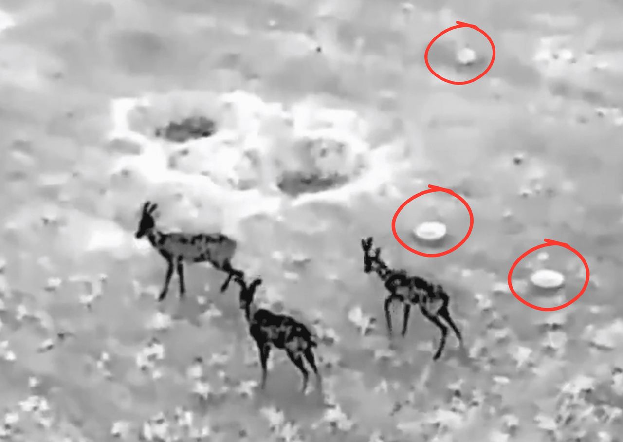 Drone heroics: Ukraine operator saves roe deer from minefield