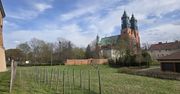Poznań: Ostrów Tumski - historyczny spacer śladami władzy i konfliktów