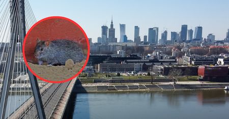 Coraz więcej szczurów w Warszawie. Eksperci zabierają głos