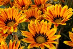 Wierszyki i życzenia na Dzień matki 2020. Wyjątkowe słowa dla każdej mamy