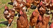 Drobiarze biją na alarm. Unijne przepisy większym zagrożeniem niż grypa ptaków
