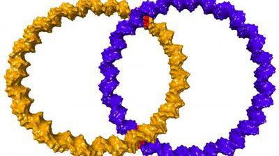 Obrączki z DNA - to nie jest żart! 1