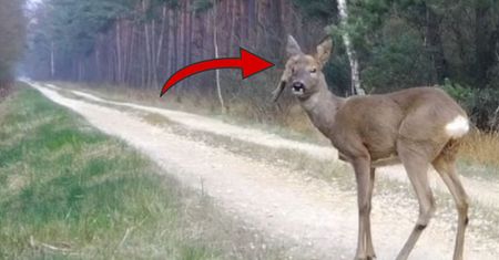 "Dziwak" z lasu. Musi z tym żyć. Leśnicy typują, co mu się stało