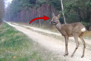 "Dziwak" z lasu. Musi z tym żyć. Leśnicy typują, co mu się stało