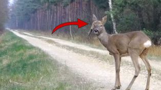 "Dziwak" z lasu. Musi z tym żyć. Leśnicy typują, co mu się stało