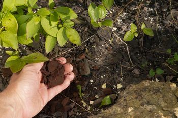 Nie wyrzucaj fusów po kawie. W marcu ratują trawnik i hortensje