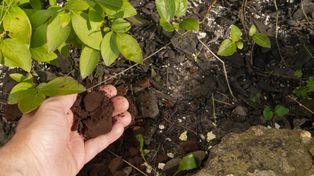 Nie wyrzucaj fusów po kawie. W marcu ratują trawnik i hortensje