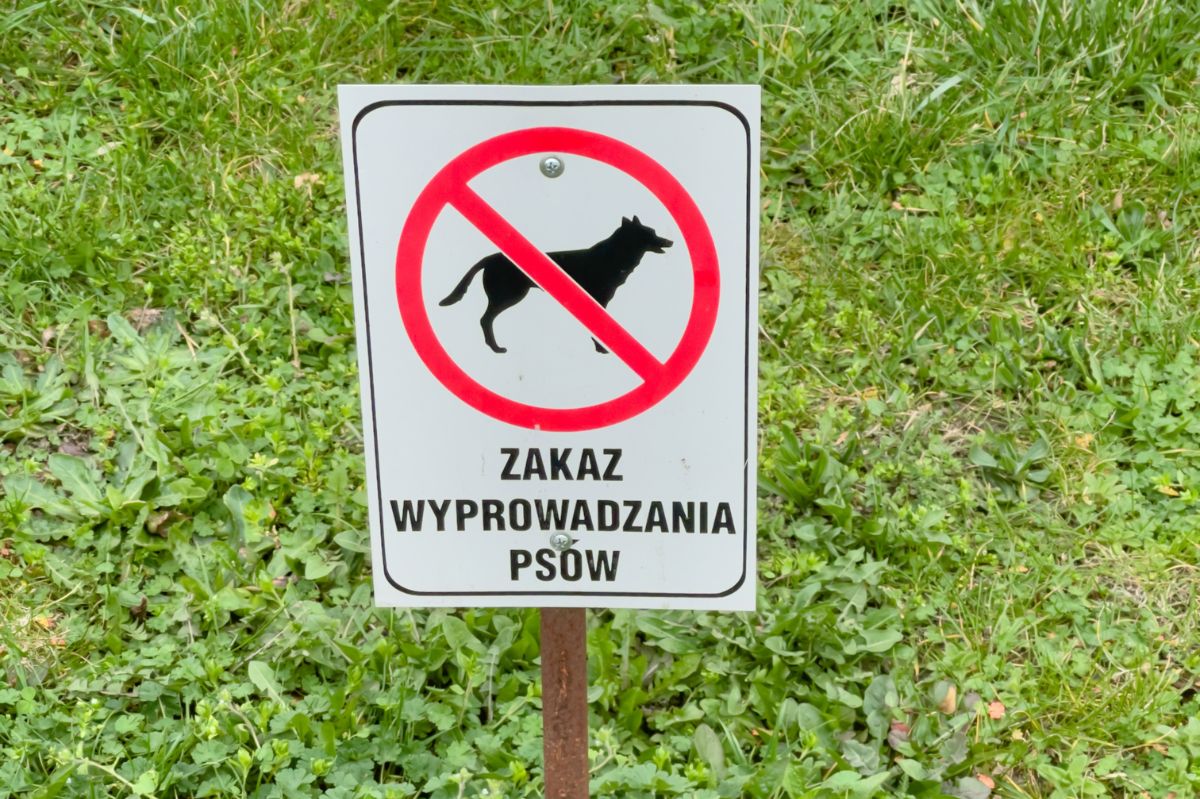 Czy zakaz wyprowadzania psów na trawę jest legalny? / zdjęcie poglądowe