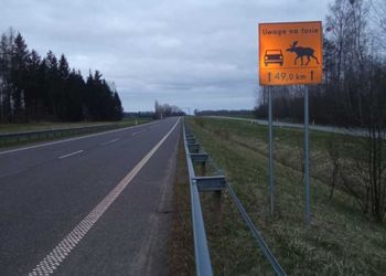 Zderzenie może mieć fatalne skutki. Są szczególnie aktywne zimą