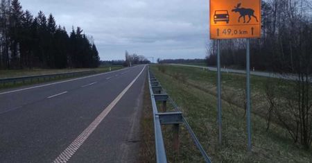 Zderzenie może mieć fatalne skutki. Są szczególnie aktywne zimą