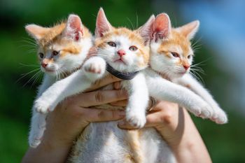 Stawonogi na celowniku. Te zwierzęta zabijają dla przyjemności