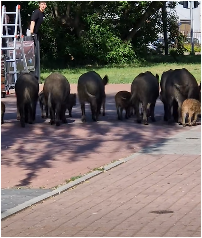 Duże stado dzików w Zielonce nagrane przez mieszkankę.