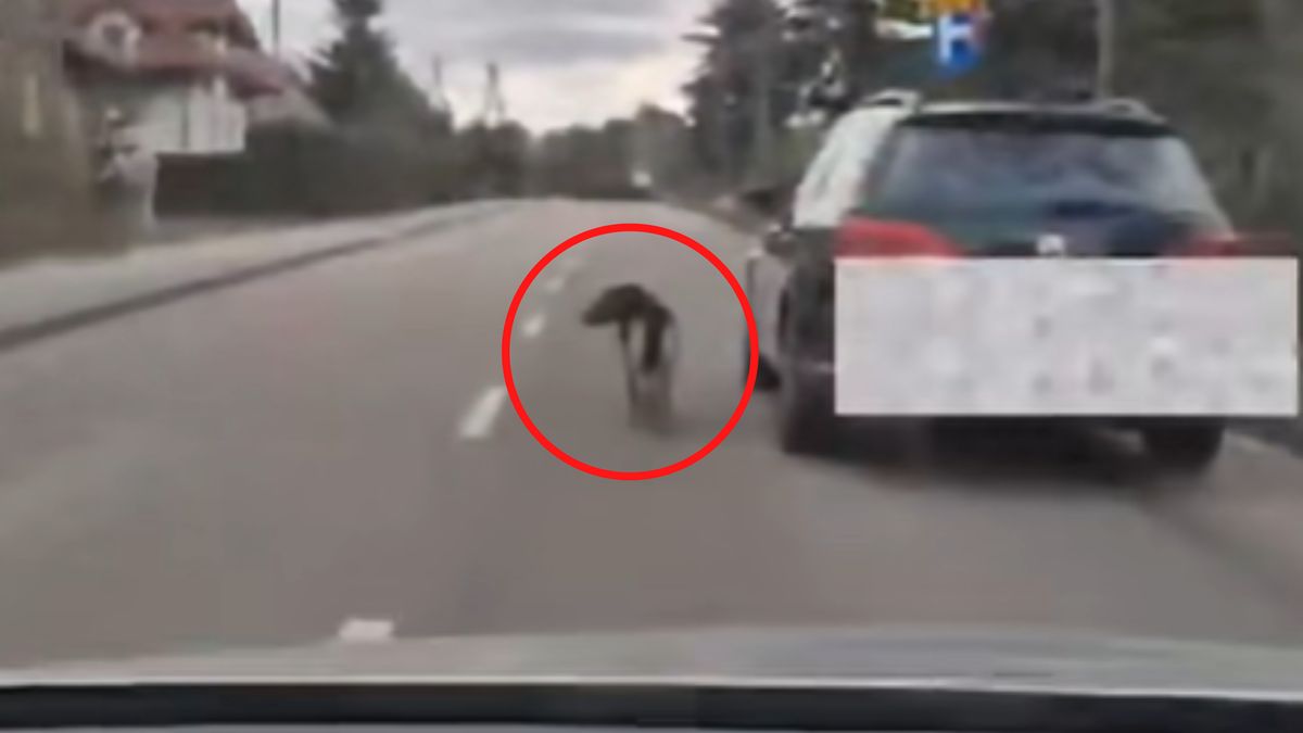 Pies na smyczy biegł przy aucie.