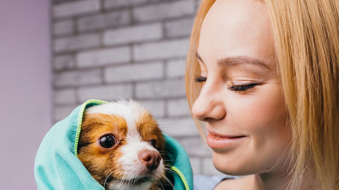 Jak przygotować zwierzę do wizyty u groomera?
