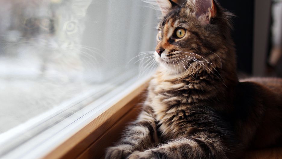 cat, indoor, window, maine coon, baby, portrait, animal, pet, kitten, cute, feline, domestic, fur, tabby, kitty, pets, eyes, mammal, animals, domestic cat, young, looking, beautiful, adorable, background, bokeh, breed, brown, close, copy space, fluffy, fun, furry, hair, home, indoors