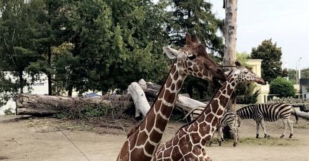 Zoo w Polsce. Które ogrody zoologiczne warto odwiedzić?