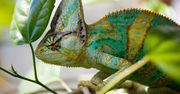 Kameleon-jak wygląda, czym się żywi, ile kosztuje?
