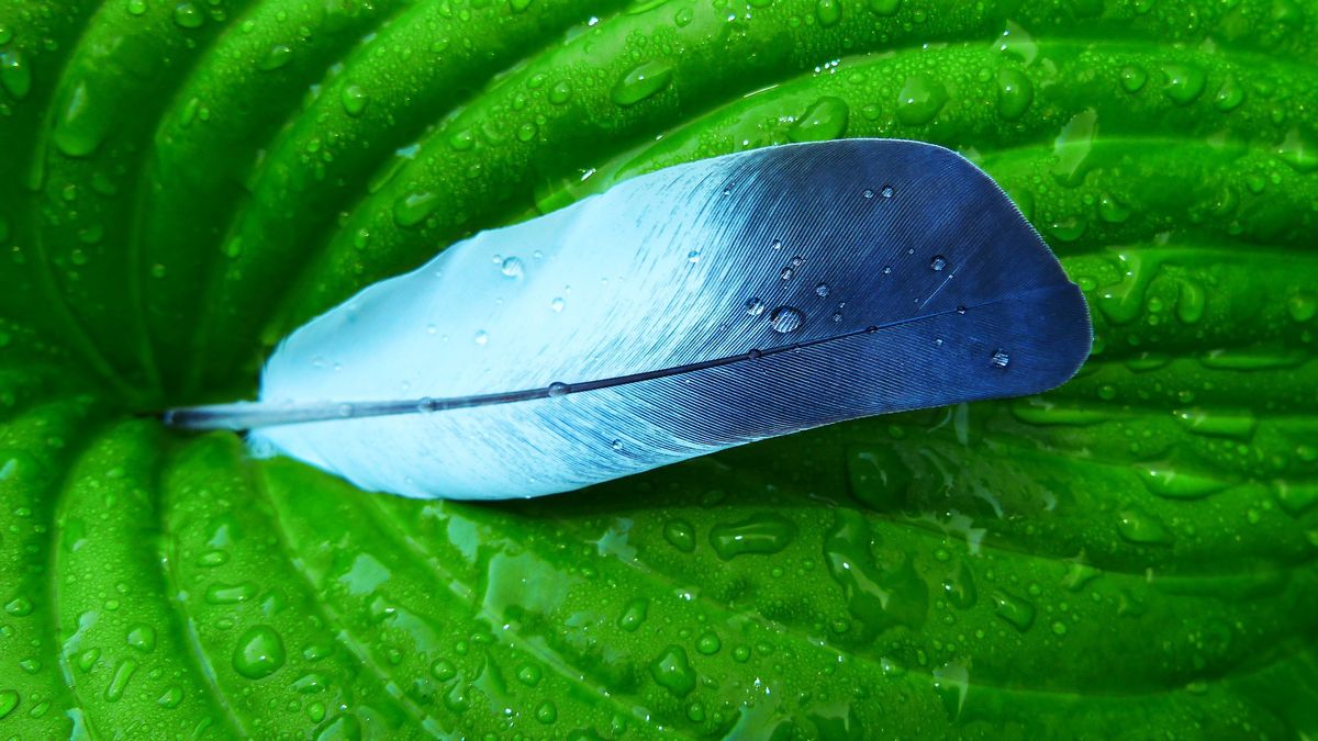 Haiku wydało nową betę