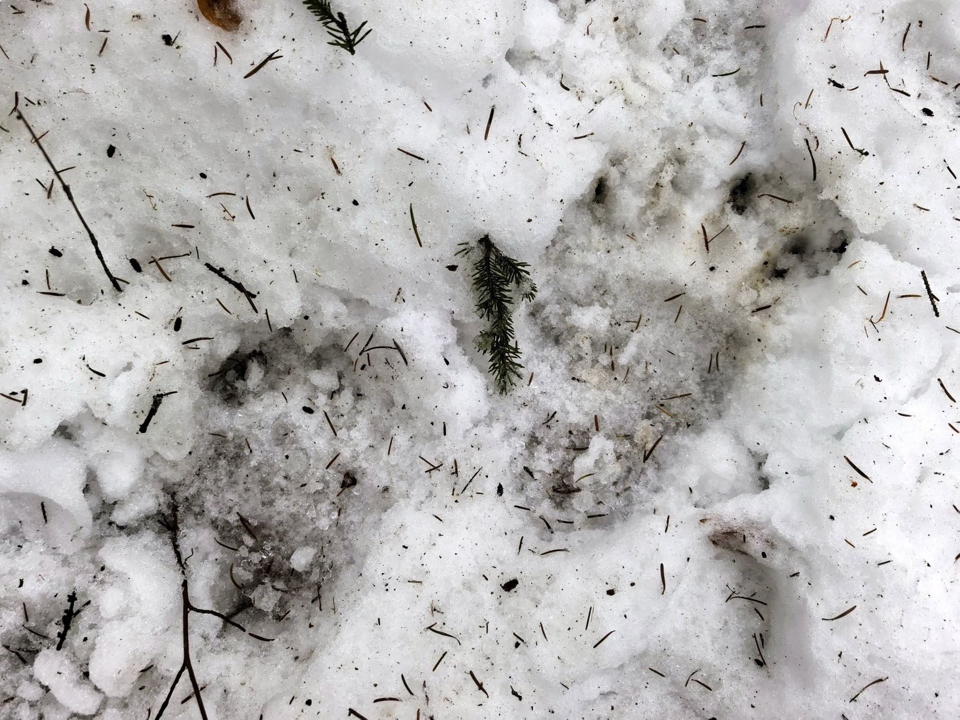 Niedźwiedzie tropy w Rabskiej Dolinie