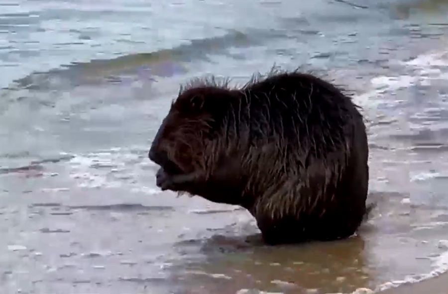 Bobry regularnie odwiedzają sopocką plażę