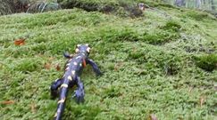 Spotkanie z salamandrą. Wiosenny spacer płaza leśnym mchu.
