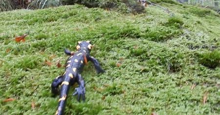 Spotkanie z salamandrą. Wiosenny spacer jaszczurki po leśnym mchu.