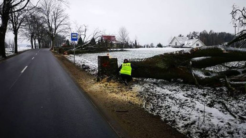 Nacięte drzewa przy drogach nad morze