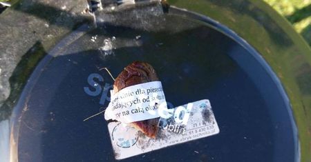Alarm24: Kiełbasa z gwoździami w Lublinie. Uważajcie na swoje psy!