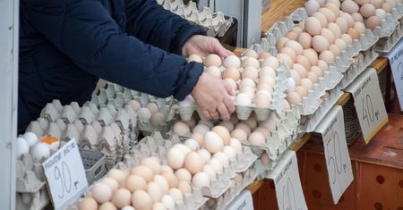 UE szykuje nowy zakaz. Obliczyli: 800 tys. zł na przebudowę kurnika