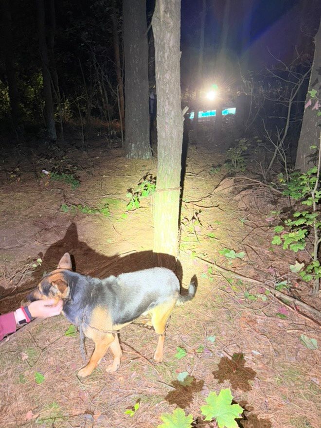 Pies przywiązany do drzewa w lesie, oświetlony latarką, podczas nocnej akcji ratunkowej.