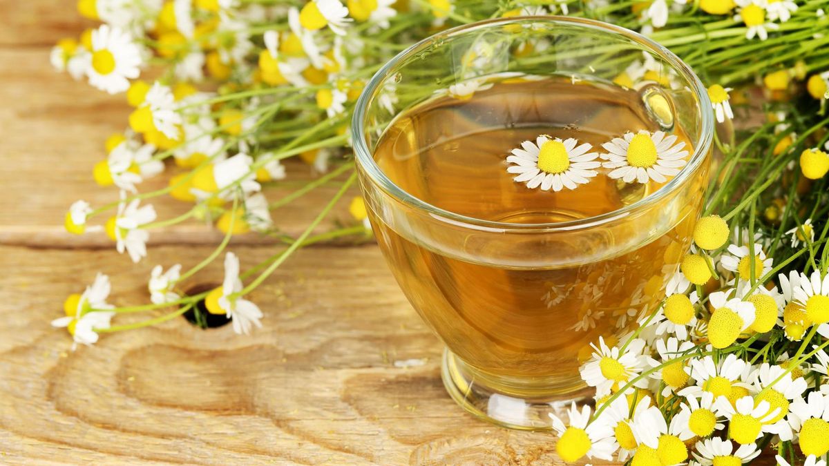 Rumianek jest jednym z najpopularniejszych ziół o licznych właściwościach leczniczych