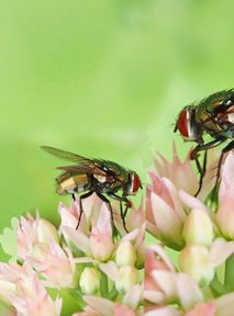 Scientists: Dead flies could be used to make biodegradable plastic