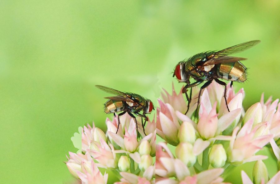 Dead flies could be transformed into biodegradable plastic