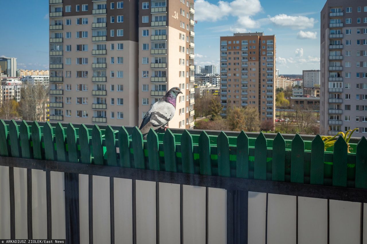 Gołębie wracają na balkony. Uwaga. Mogą przenosić groźne owady