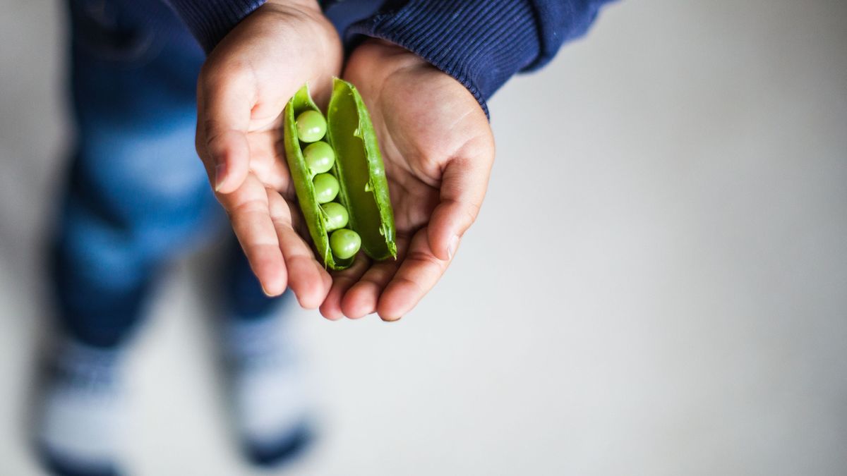 Groch. Czy dzieci mogą go jeść?