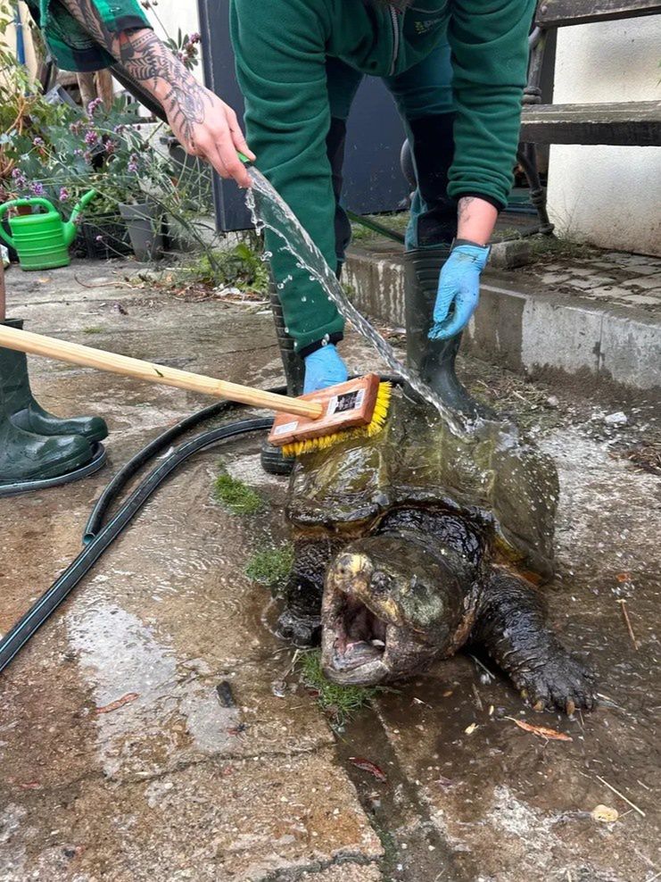 Poznań: Najpierw małe spa, potem przeprowadzka. Żółwie z zoo przygotowane na chłodniejsze miesiące