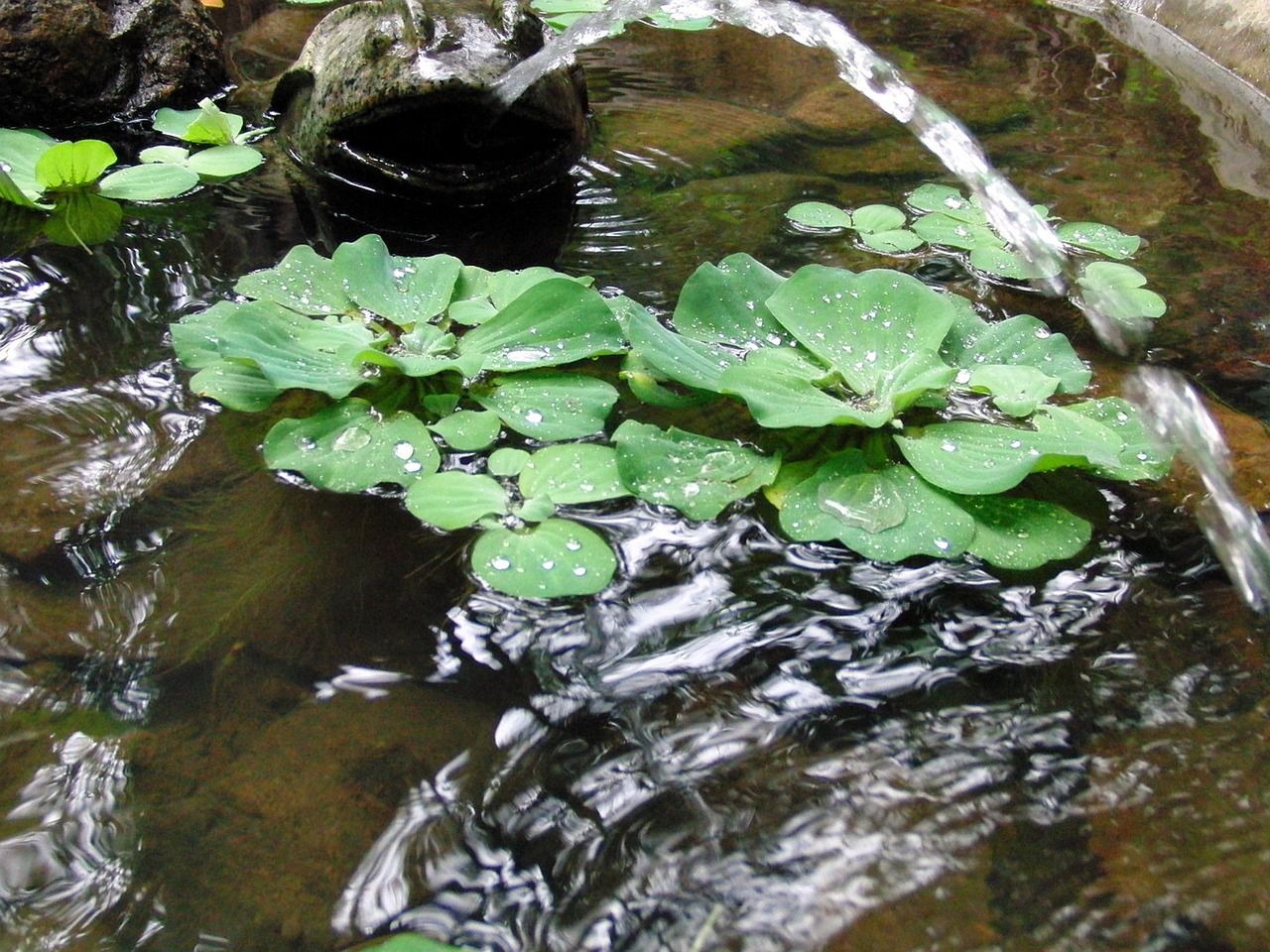 Pistia rozetkowa