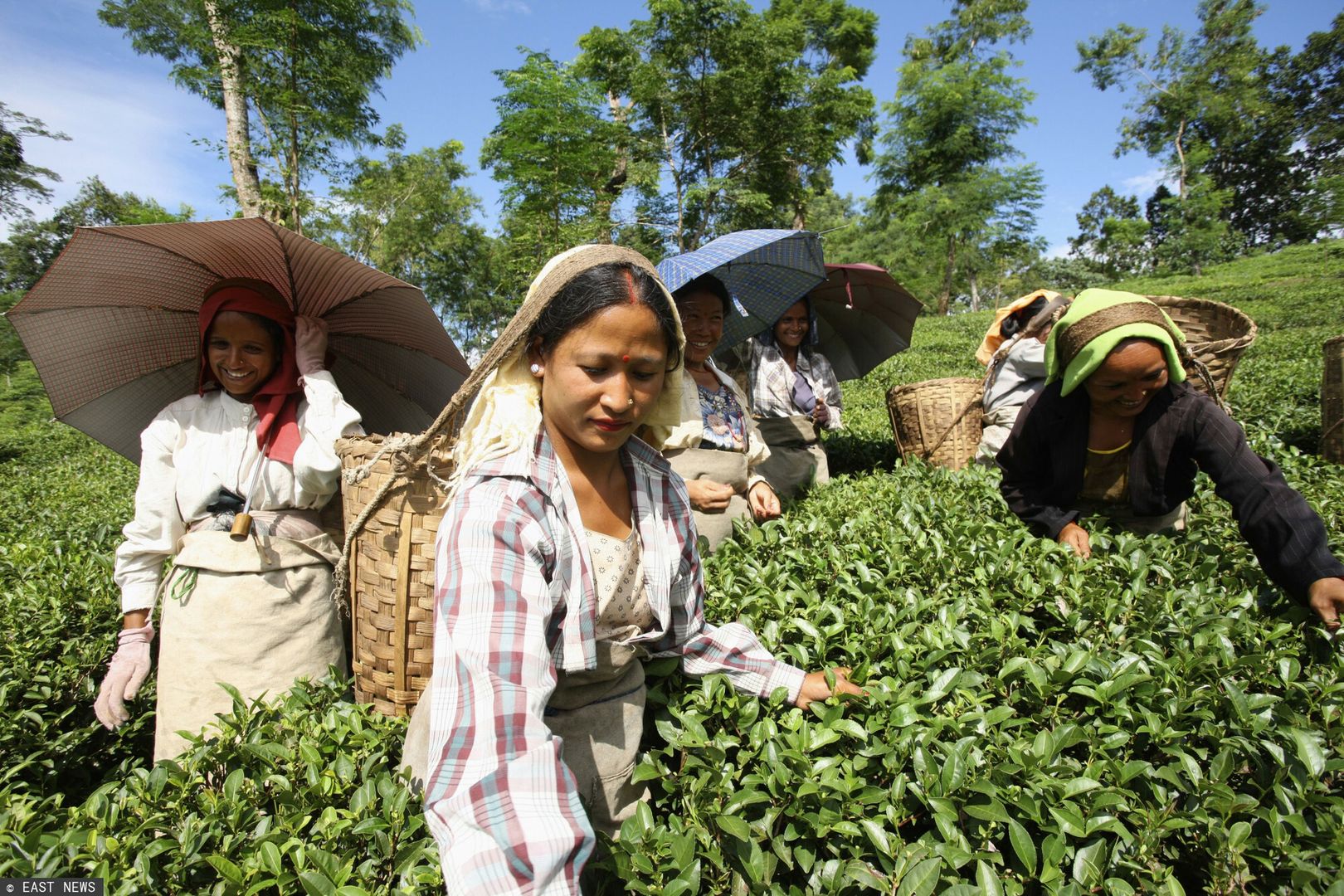 Ceny herbaty poszybują do góry. Susza i wirus dobijają indyjskich rolników