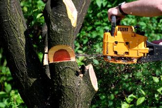 Gałęzie z drzewa sąsiada wychodzą na działkę? Oto co mówią przepisy