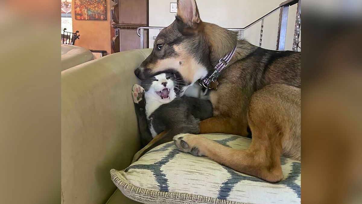 Zabawne zdjęcia psów na koniec tygodnia. Pozwól sobie odpocząć 1