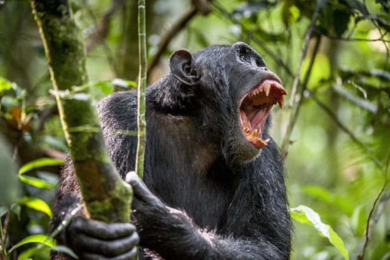 Szympansy umierają na tajemniczą chorobę. Naukowcy są przerażeni