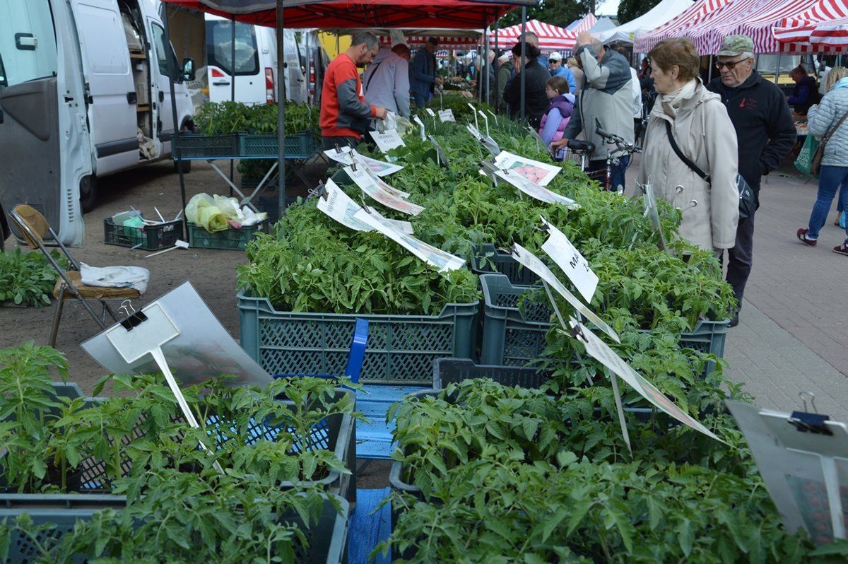 Na straganach olbrzymi wybór sadzonek pomidorów