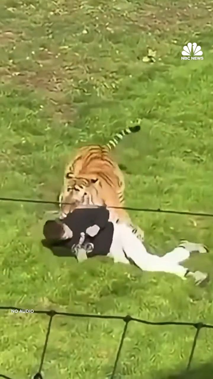 Atak tygrysa na mężczyznę w brytyjskim zoo