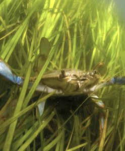 "Zabójcy mórz" opanowali wybrzeże Włoch. Rząd zapowiedział pomoc