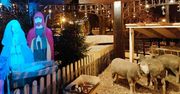 Żywa szopka bożonarodzeniowa w Łęczycy. "Widziałam zwłoki królika"