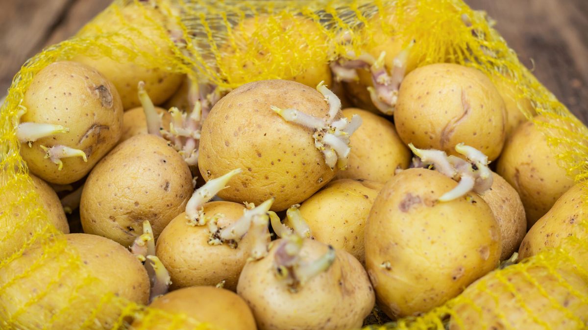 Ziemniaki w siatce, z których wyrastają łęty