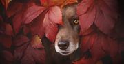 Jesienne portrety psów autorstwa Anne Geier rozjaśnią ponure dni