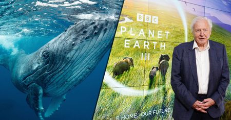 "Planeta Ziemia III" BBC. Legendarna seria powraca. Czy da nam jeszcze nadzieję?