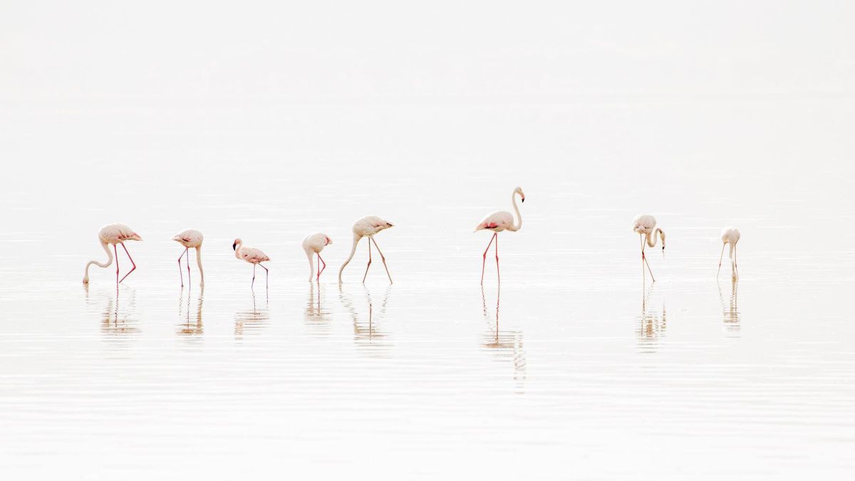 Zdjęcie z grupy "Minimalist Photography".